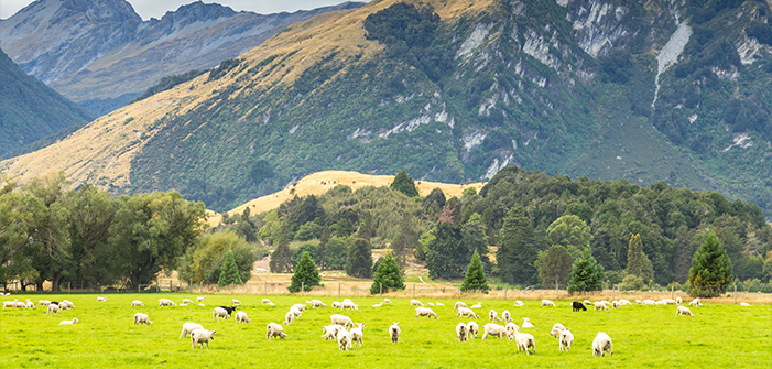 Complete Guide Cheap Flights New Zealand